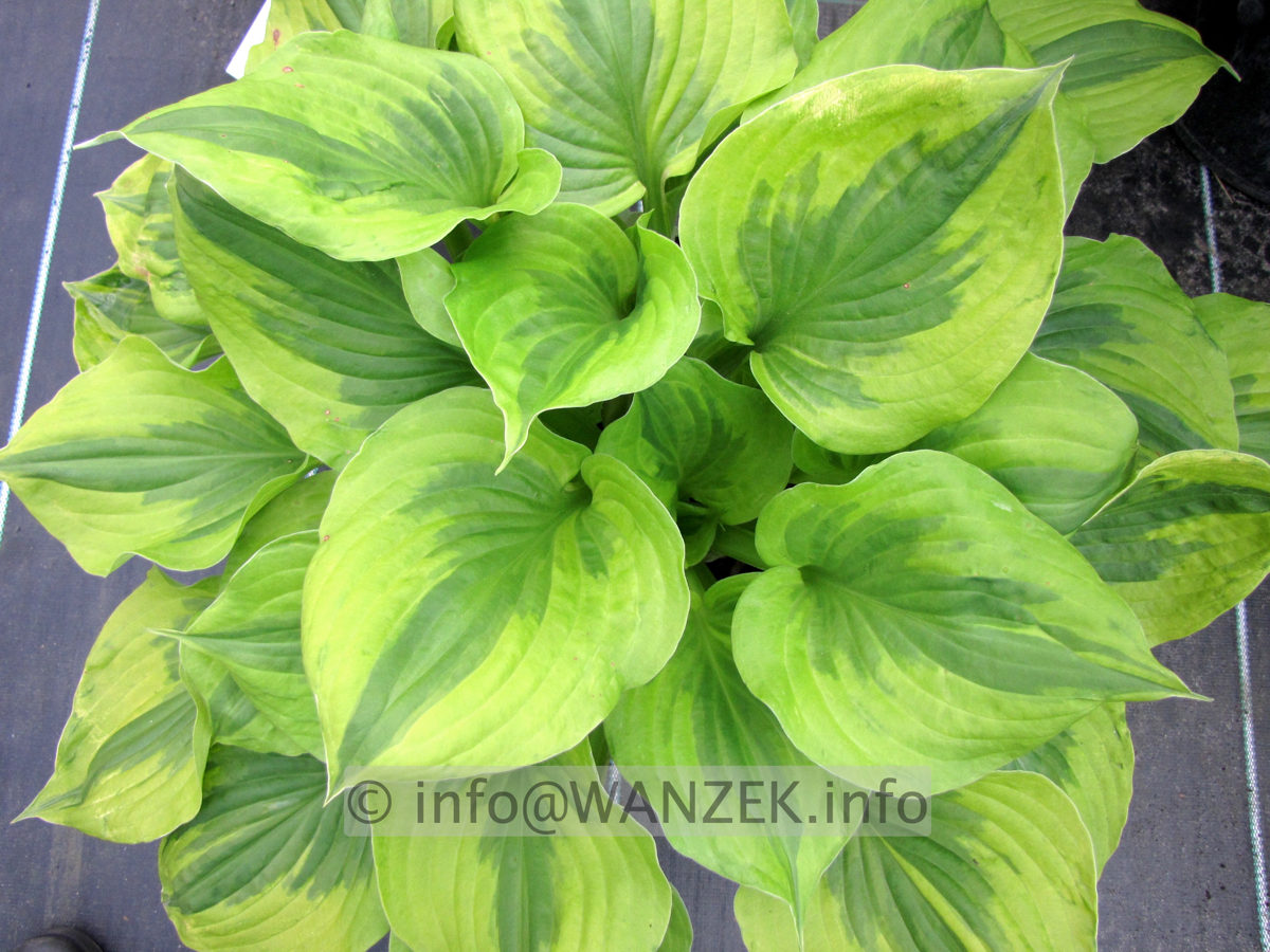 Hosta Hybride Honshy 01.JPG